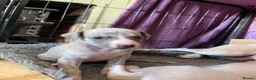 Whippet dogs for sale: Beautiful Whippet puppy's for sale - Advert 4