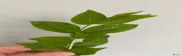 Stick Insects invertebrates for sale: Price per Baby Indian Stick Insect - Advert 5