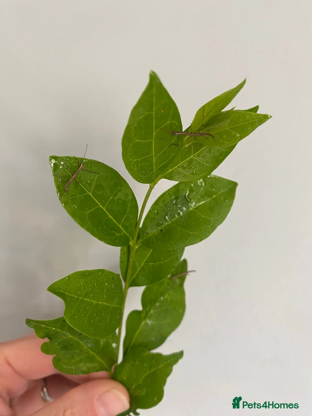 Stick Insects invertebrates for sale: Price per Baby Indian Stick Insect - Advert 5