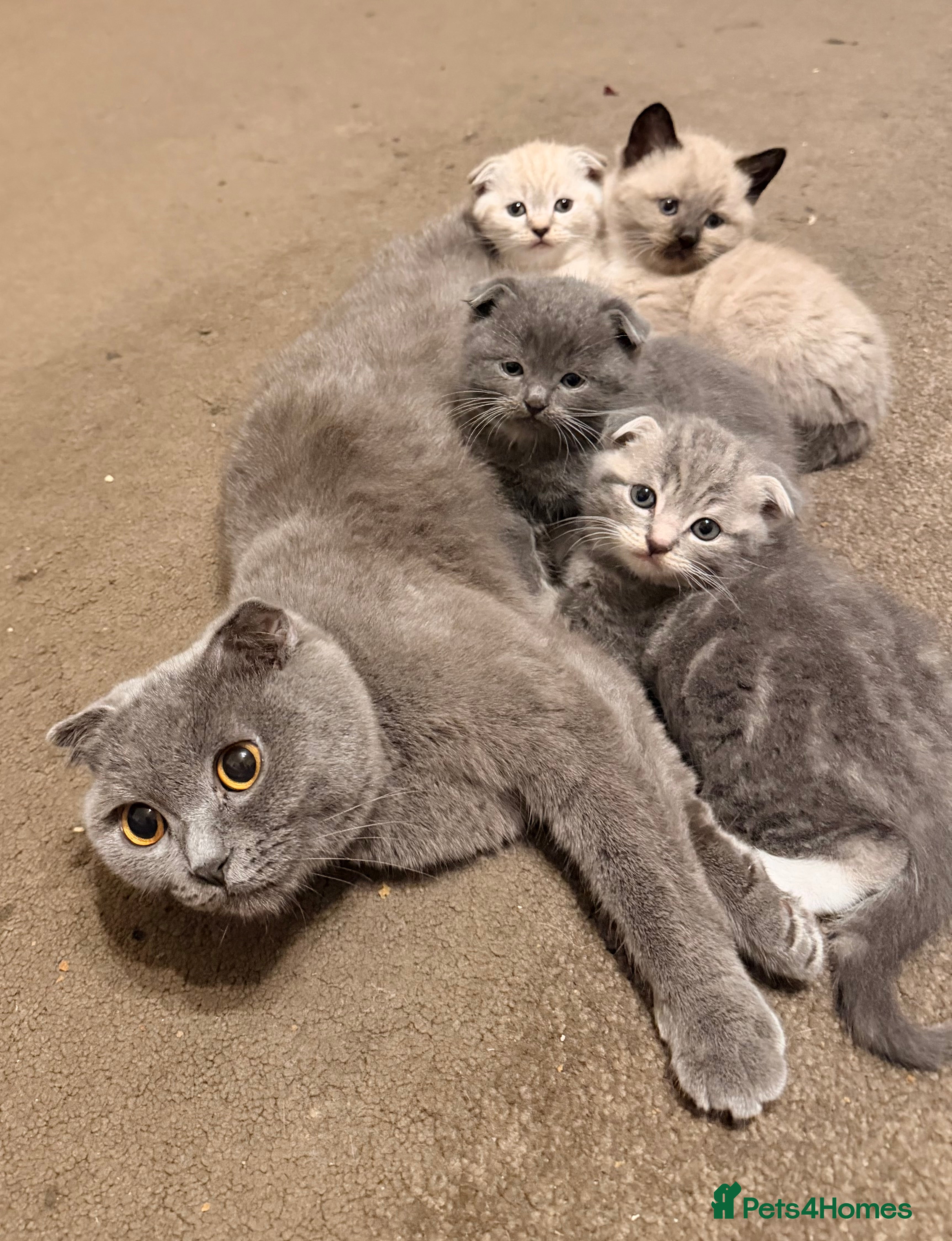Scottish Fold cats Adorable scottish fold kittens for sale 5- litter - Advert 1