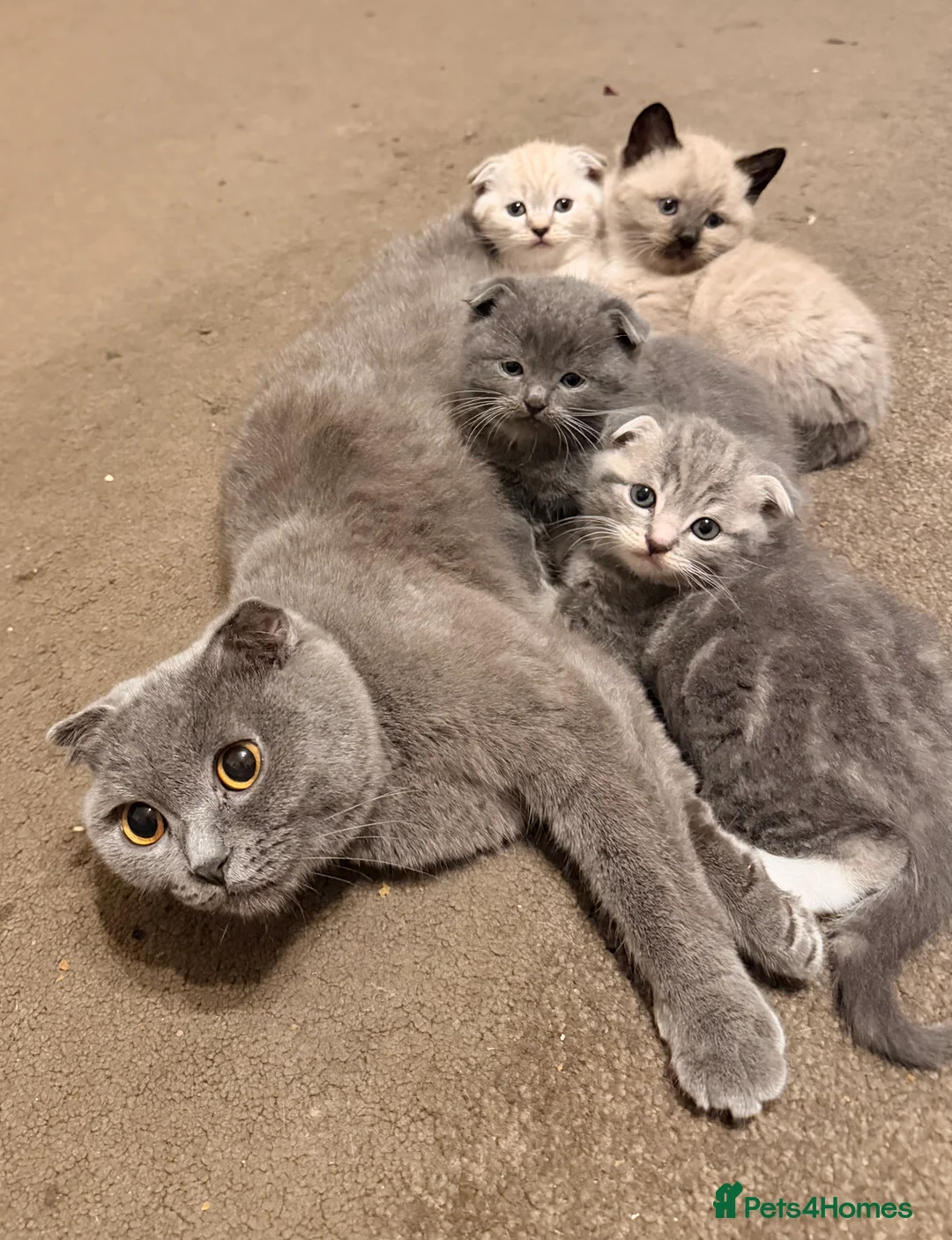 Scottish Fold cats for sale: Adorable scottish fold kittens for sale 5- litter - Advert 1
