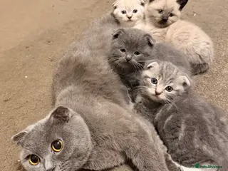 Scottish Fold cats Adorable scottish fold kittens for sale 5- litter - Advert 1