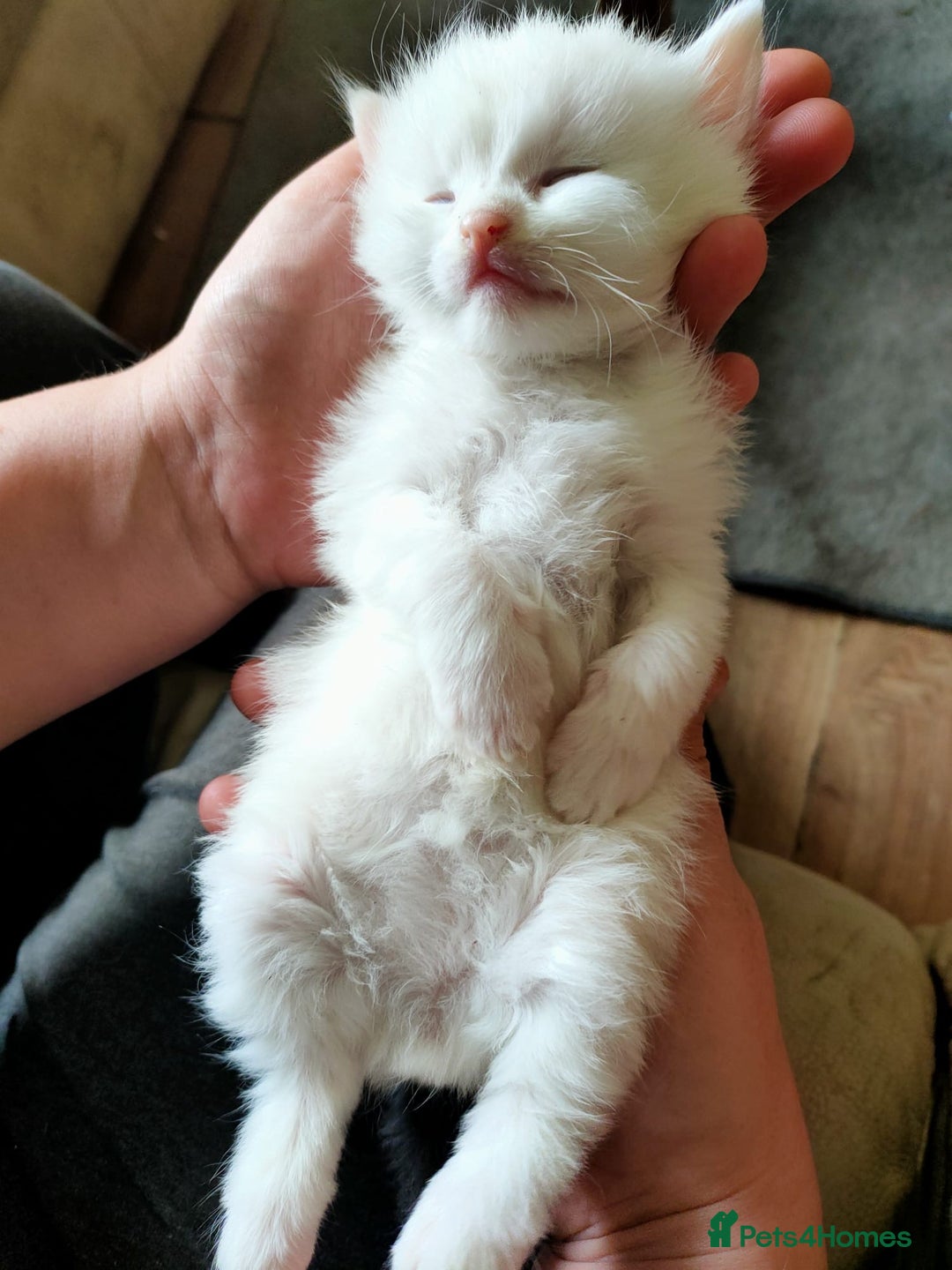 Mixed Breed cats for sale: Long haired fur balls  - Image 8