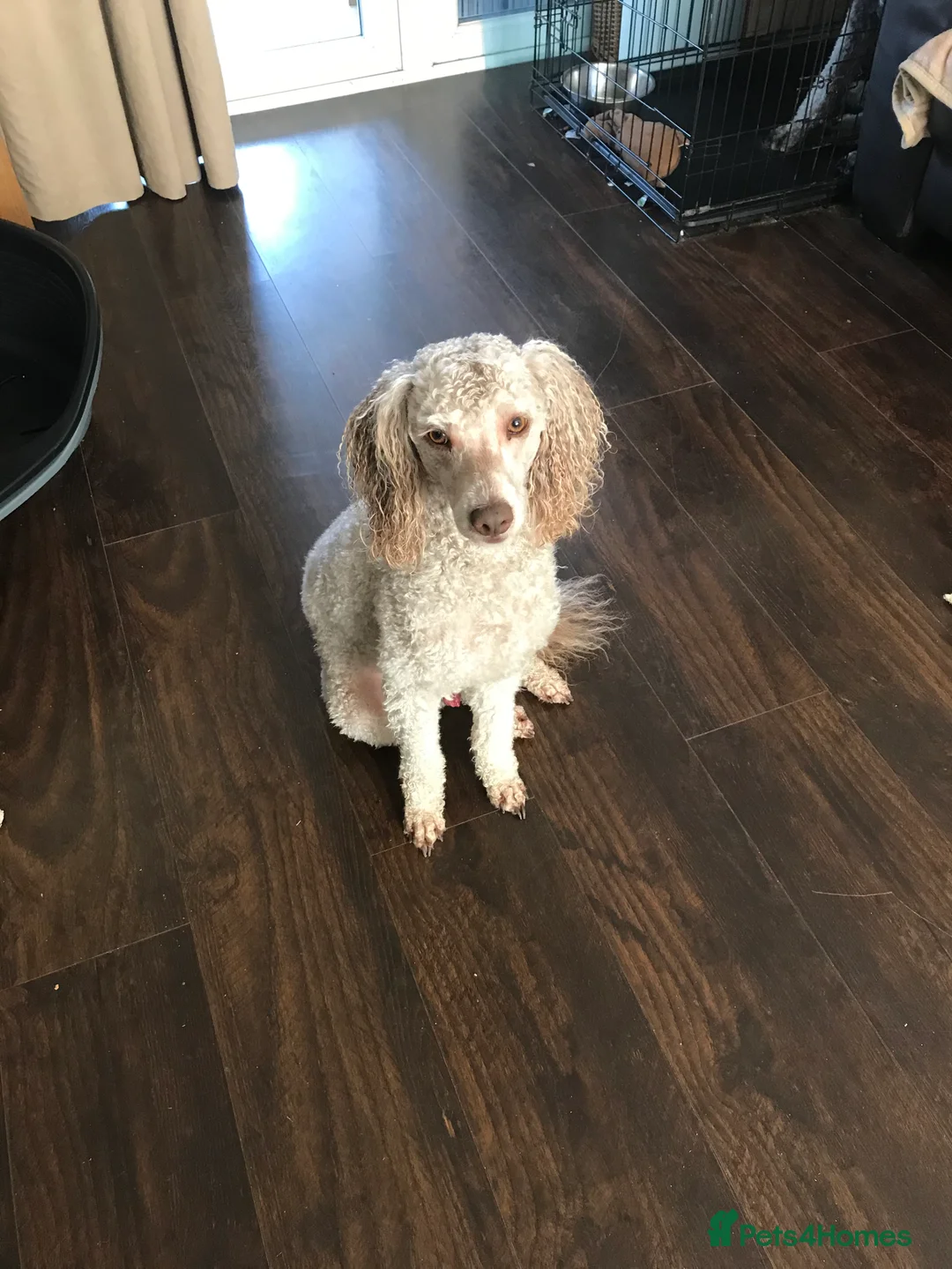 Miniature Poodle dogs for stud: Kc miniature poodle  in Wakefield - Advert 12
