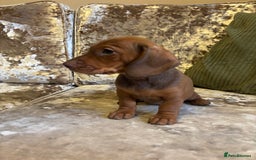 Miniature Dachshund dogs for sale: Miniature dachshund puppies - Image 10