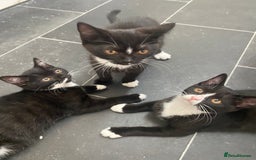 Mixed Breed cats for sale: ✨ Last 3 Adorable Mixed British Shorthair ✨ - Image 11