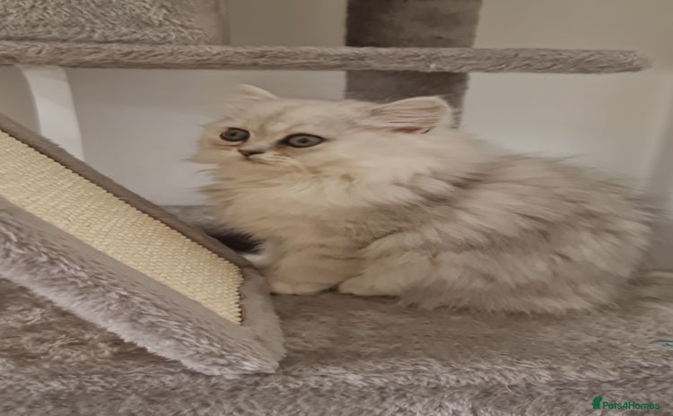 Persian cats - Advert 4