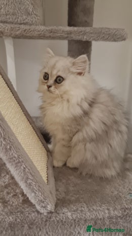 Persian cats - Advert 1