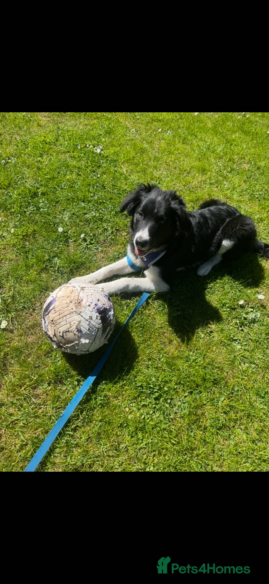 Border Collie dogs Border Collie pup - Advert 7