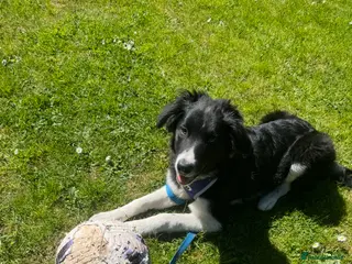 Border Collie dogs Border Collie pup - Advert 3