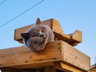 British Shorthair cats British shorthair for stud (not sale) - Advert 2