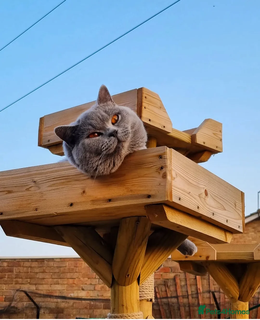 British Shorthair cats for stud: British shorthair for stud (not sale) - Advert 1