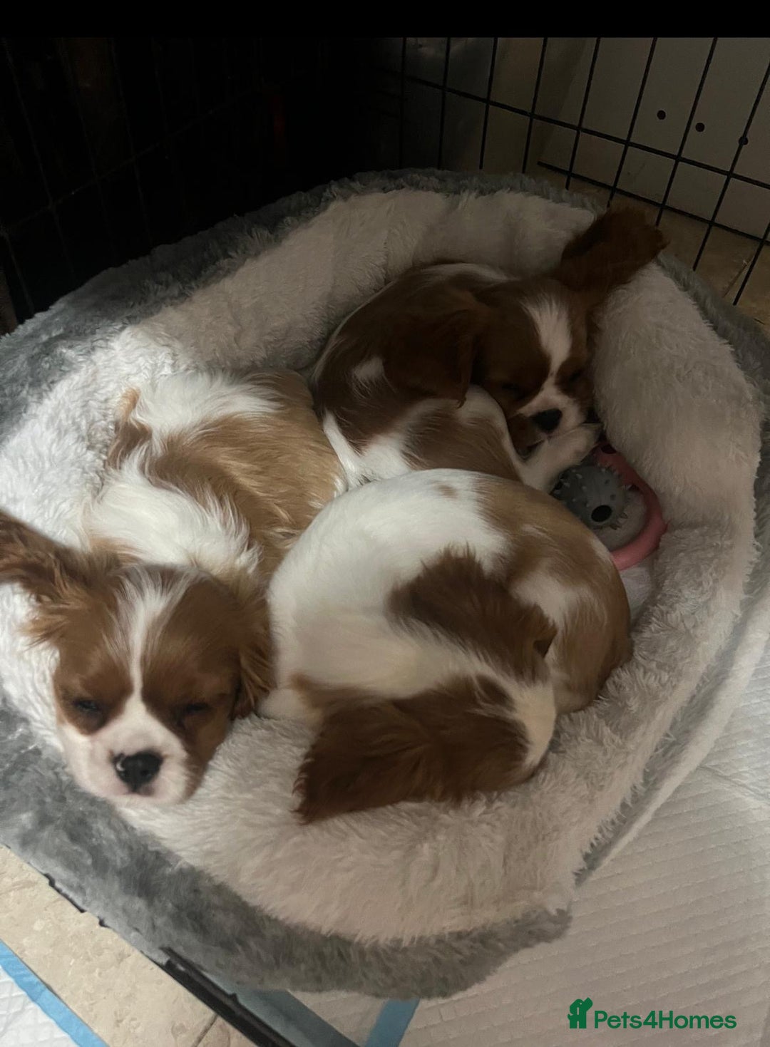 Cavalier King Charles Spaniel dogs for sale: King Charles cavalier ready to leave  - Advert 3