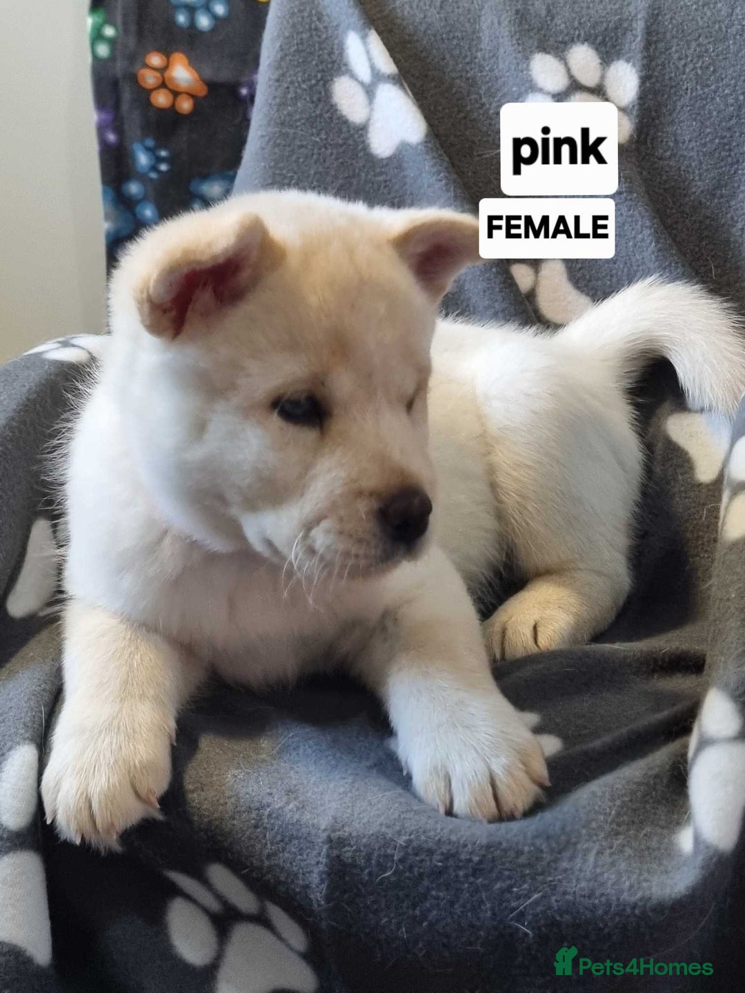 Mixed Breed dogs for sale: Chowski pups - Image 9