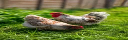 Chickens poultry for sale: Wyandotte Bantam Chicks - Advert 1