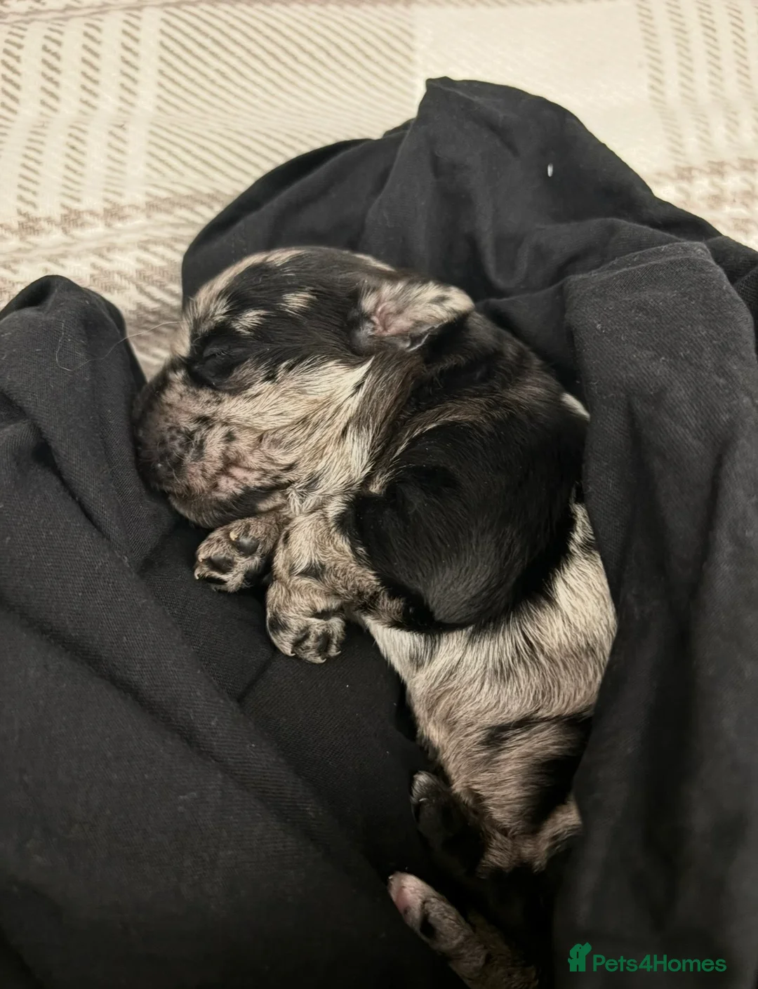 Labradoodle dogs for sale: Female F1 merle labradoodle  - Advert 8