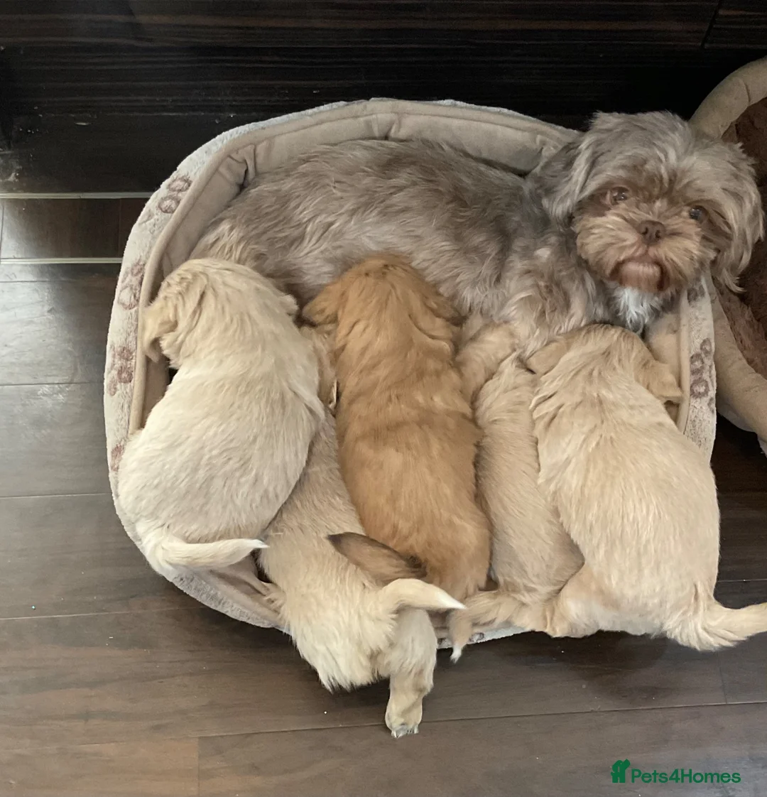 Shih Tzu dogs for sale: 5 beautiful Shih Tzu puppies in Sheffield - Advert 30