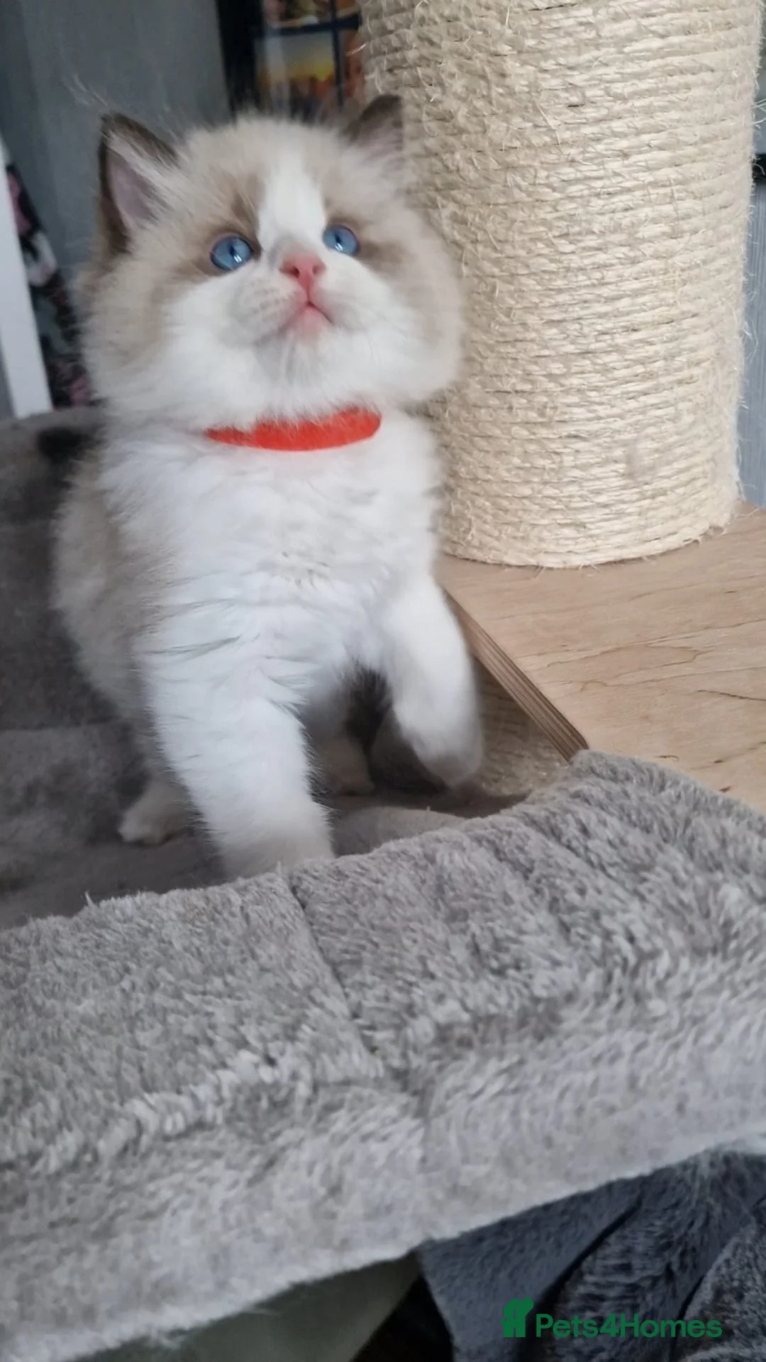 Ragdoll cats for sale: Beautiful Ragdolls  - Advert 7