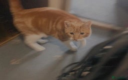 Mixed Breed cats for adoption: SIMBA - Advert 8