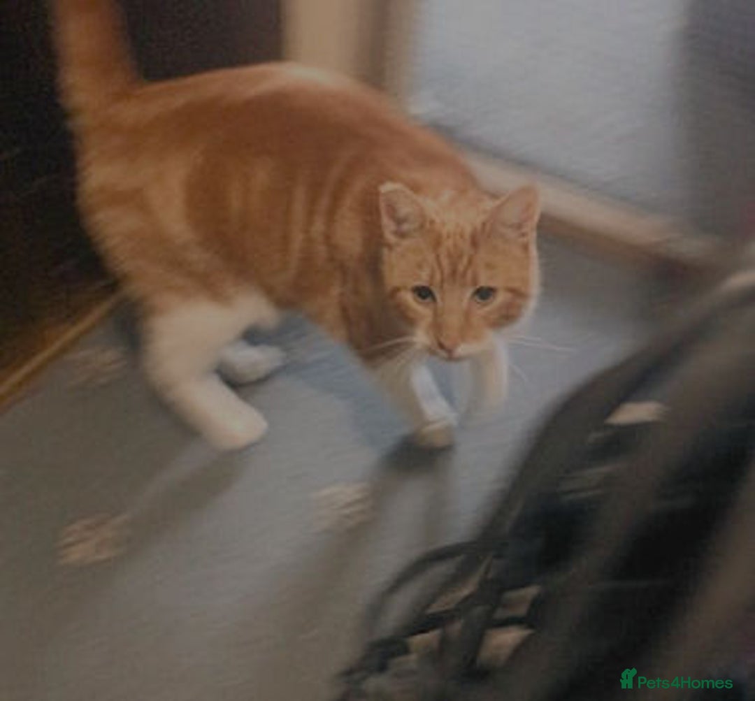 Mixed Breed cats for adoption: SIMBA - Advert 8