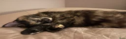 Mixed Breed cats for sale: Gorgeous black kittens ready next week - Advert 13