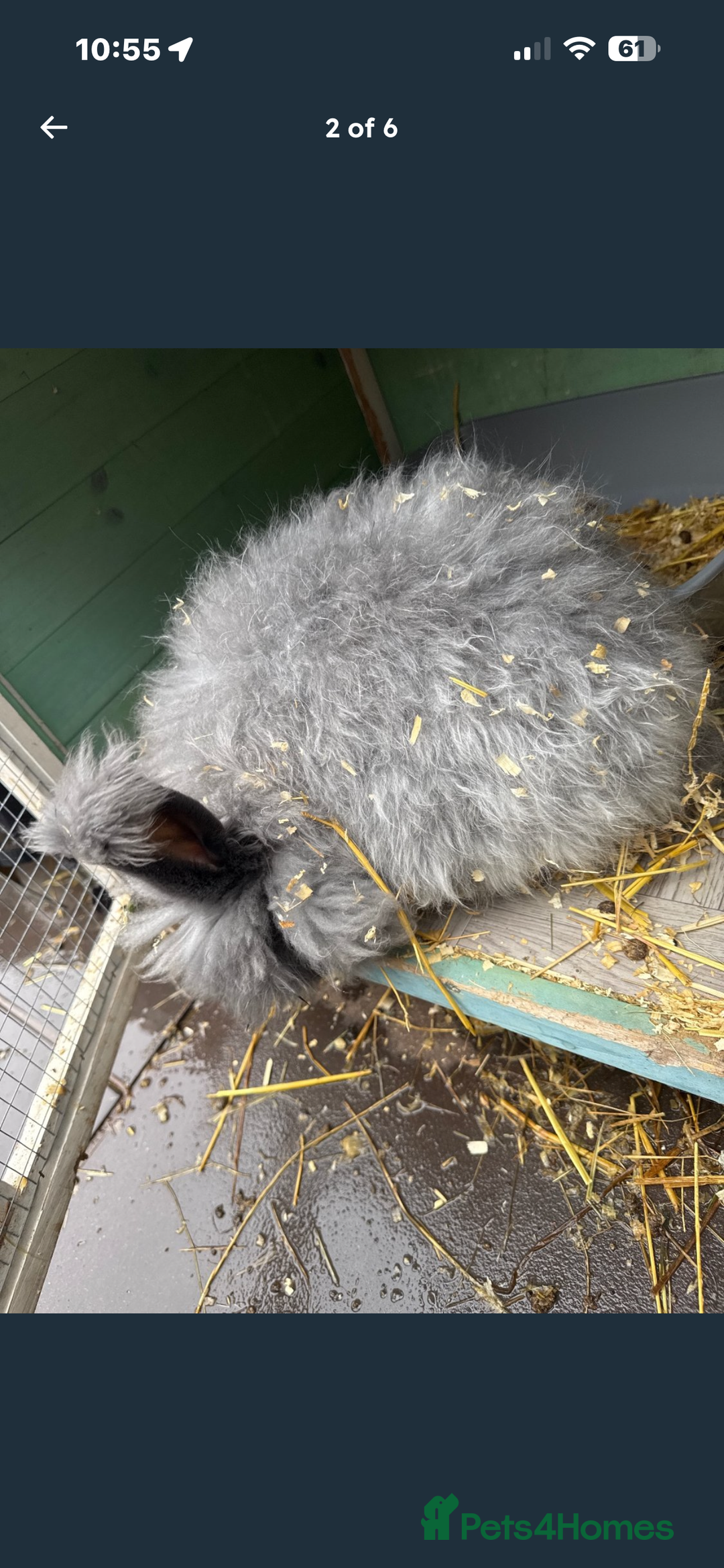 Angora rabbits for sale: male angora rabbits for sale  - Advert 6