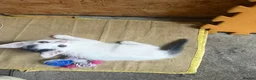 Mixed Breed cats for sale: Mixed breed kittens - Advert 5