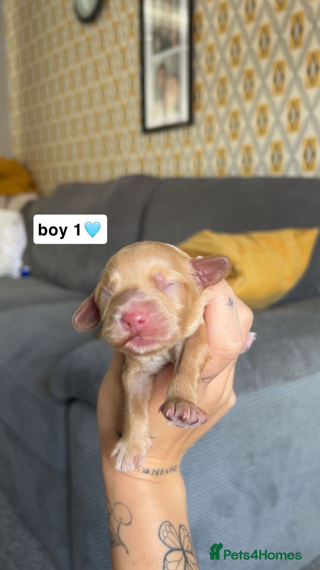 Cockapoo dogs for sale: 2 weeks old cockapoos  - Image 30