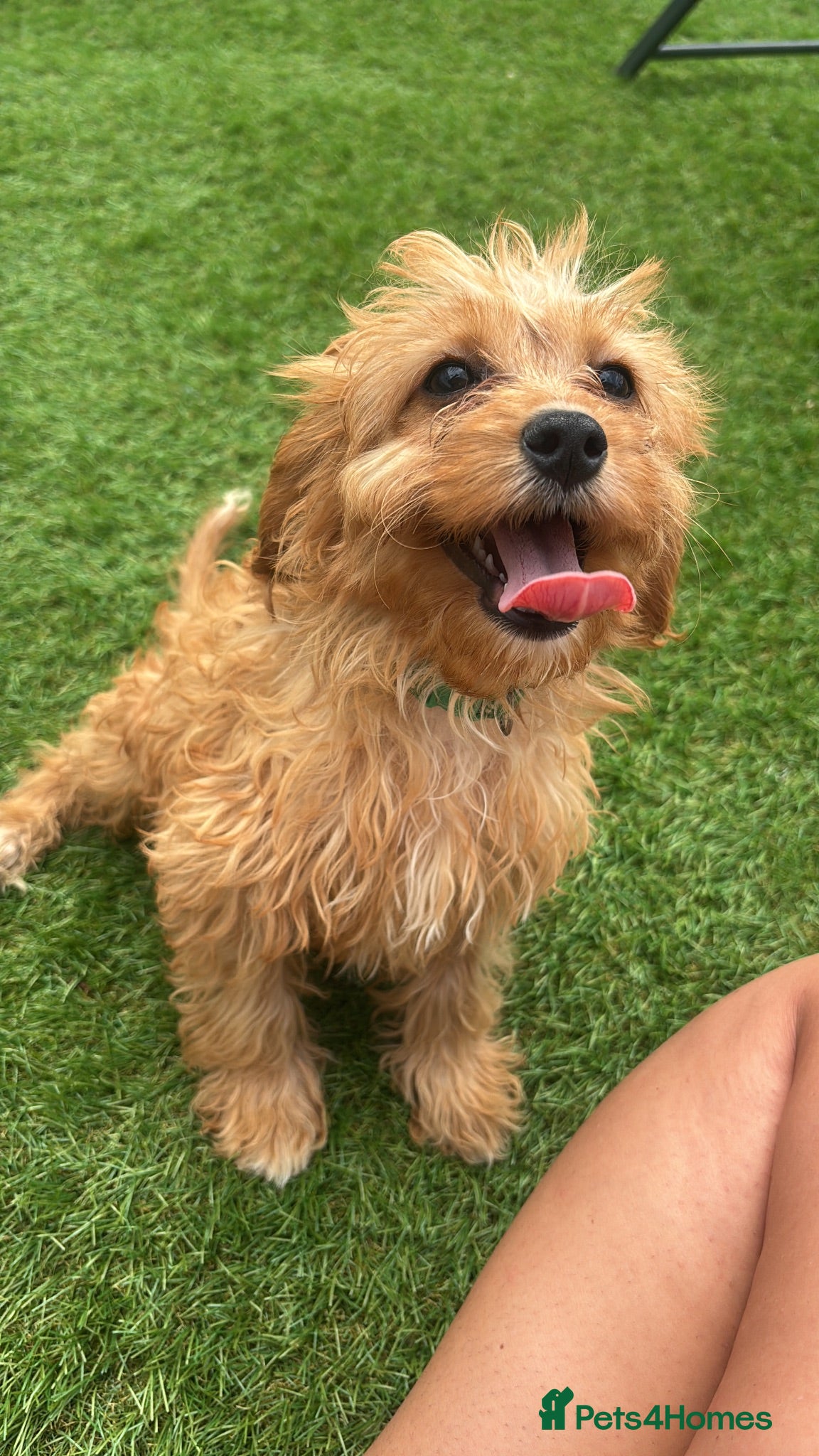 Cavapoo dogs Pink & Green Collar Girls Left💕💚 - Advert 1