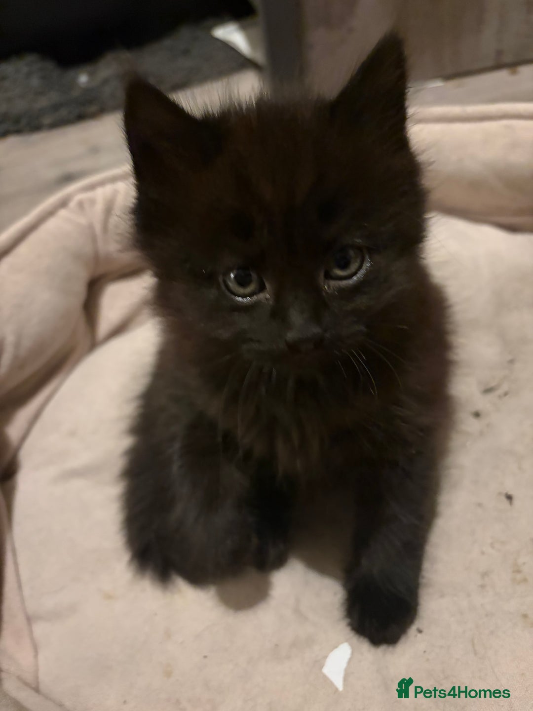 Mixed Breed cats for sale: Mixed breed kittens - Advert 2