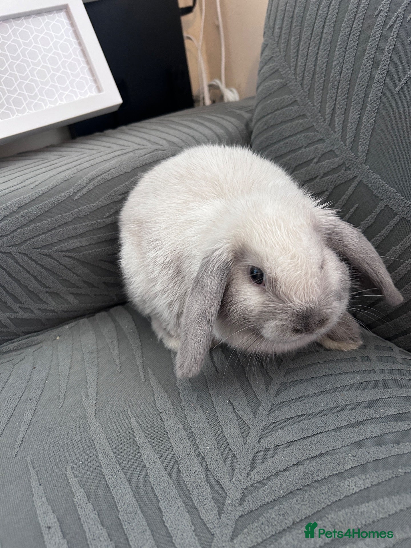 Mini Lop rabbits for sale: Mini loop rabbit  - Advert 1