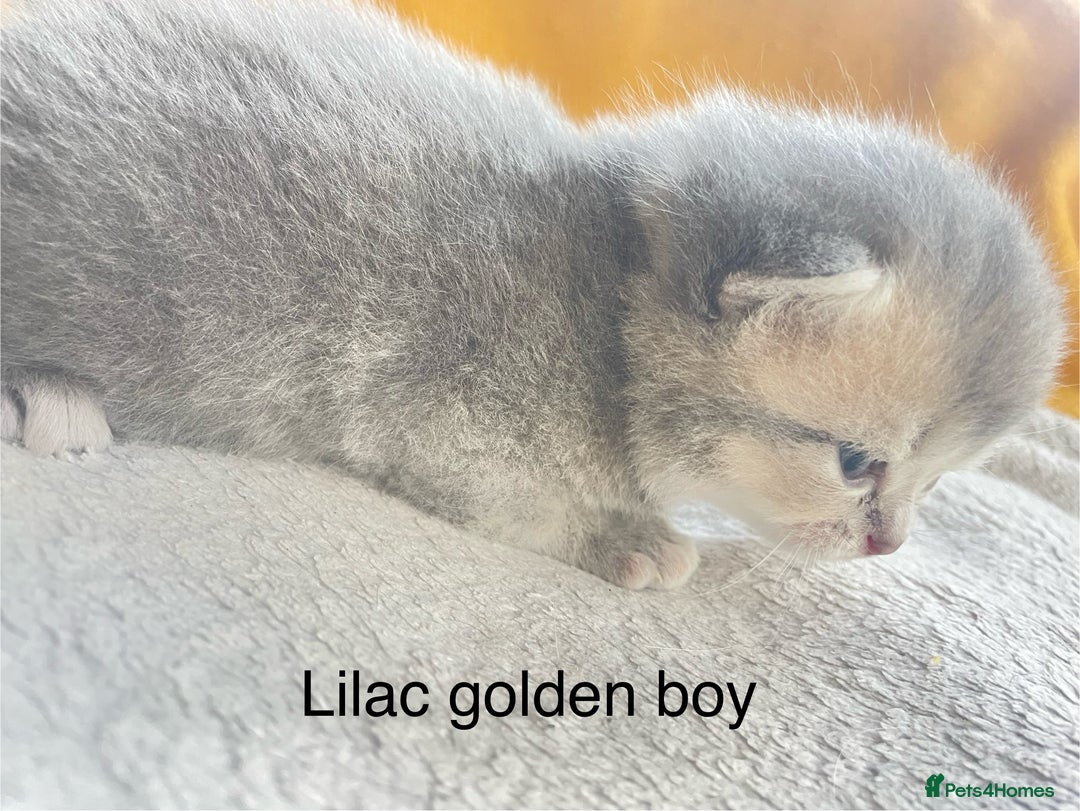 British Shorthair cats for sale: Gorgeous pure breed colour point and golden kitten - Image 33