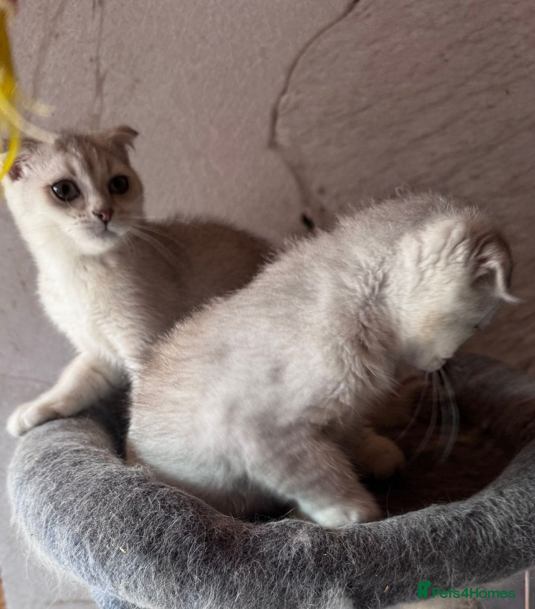 Scottish Fold cats for sale: Scottish fold kittens in hull - Image 23