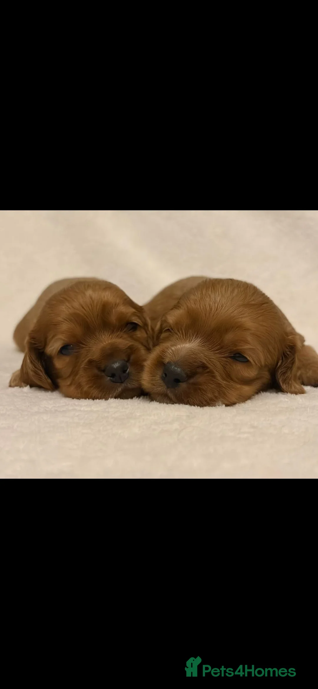 Cockalier dogs for sale: Superb Cockalier puppies - health tested parents - Advert 6