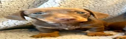 Miniature Dachshund dogs for sale: STUNNING SMOOTH HAIR MINI DACHSHUND PUPPIES  - Advert 13