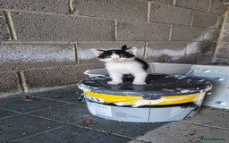 Mixed Breed cats for sale: 7 Adorable Tabby, Black, and Tortishell Kittens. - Image 13