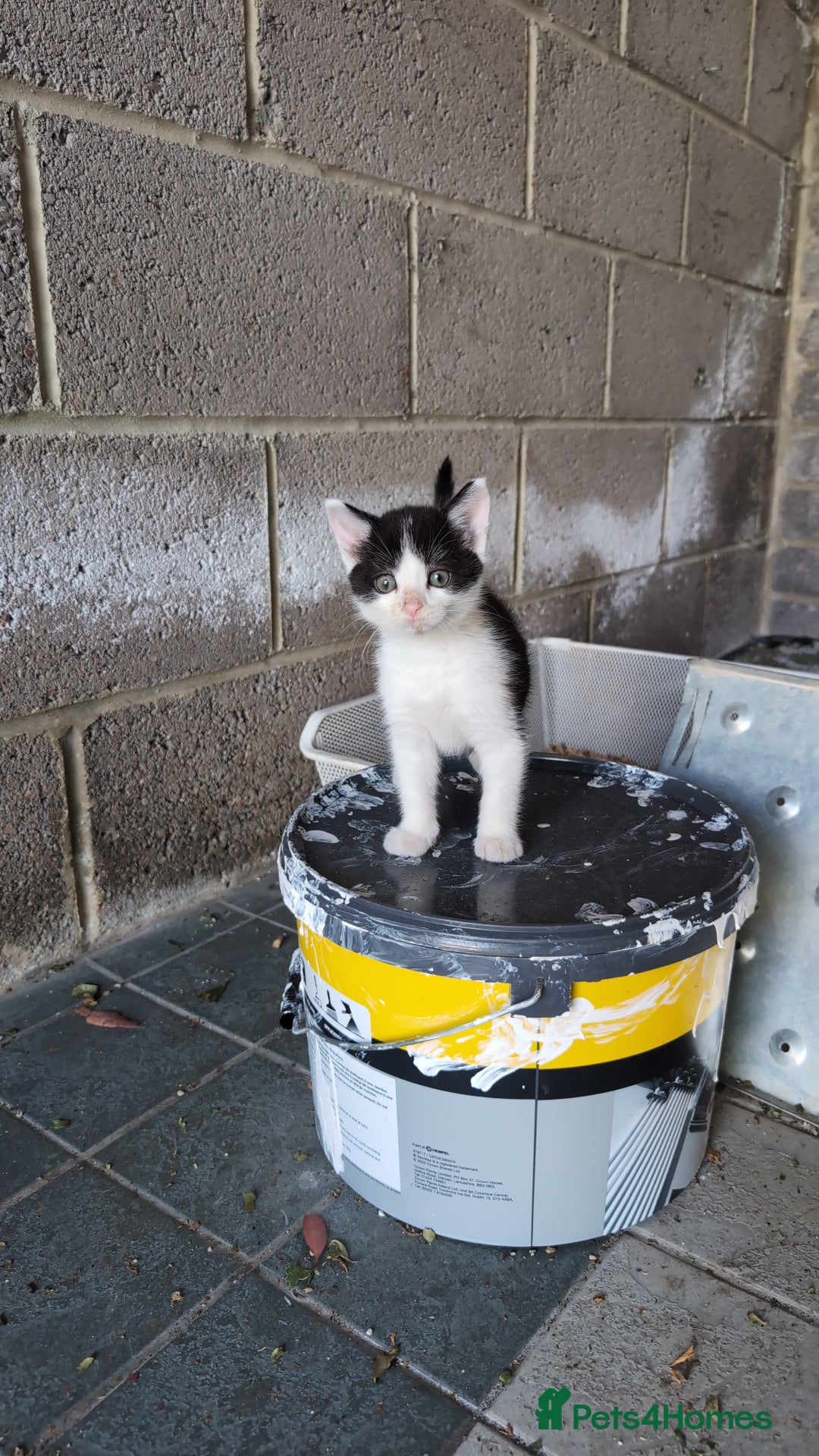 Mixed Breed cats for sale: 7 Adorable Tabby, Black, and Tortishell Kittens. - Image 13