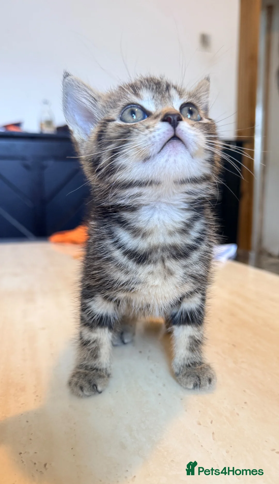 Mixed Breed cats for sale: Kittens in Birmingham - Advert 2