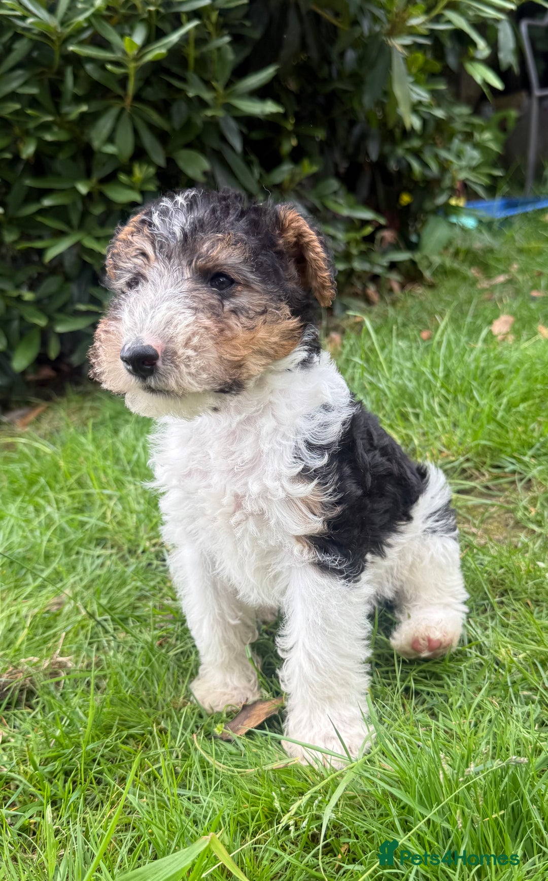 Fox Terrier dogs for sale: KC registered Wire hair fox Terrier puppies  - Image 7