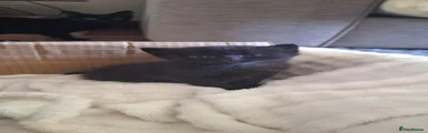 Magic