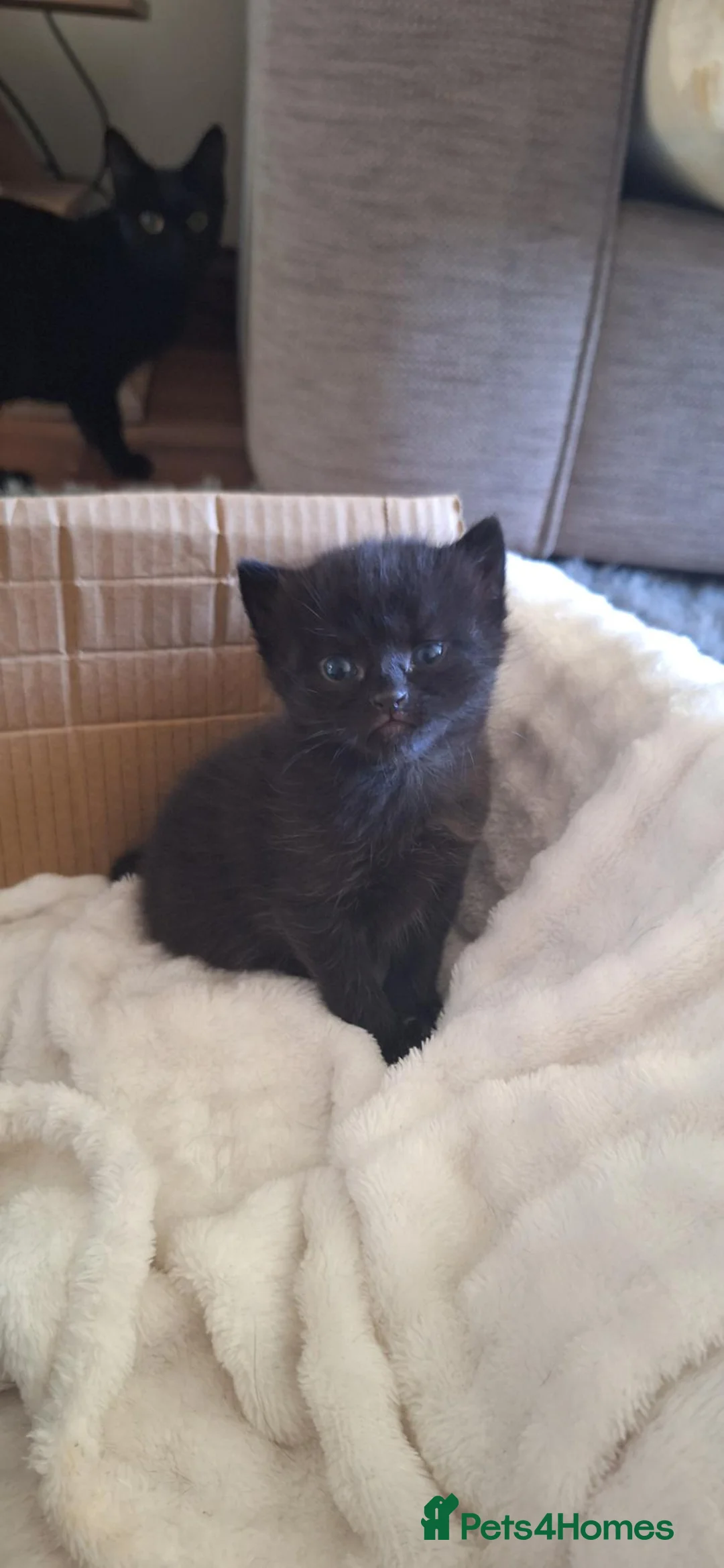 Domestic Shorthair cats for sale: Cute and cuddly kittens ready to be reserved - Advert 2