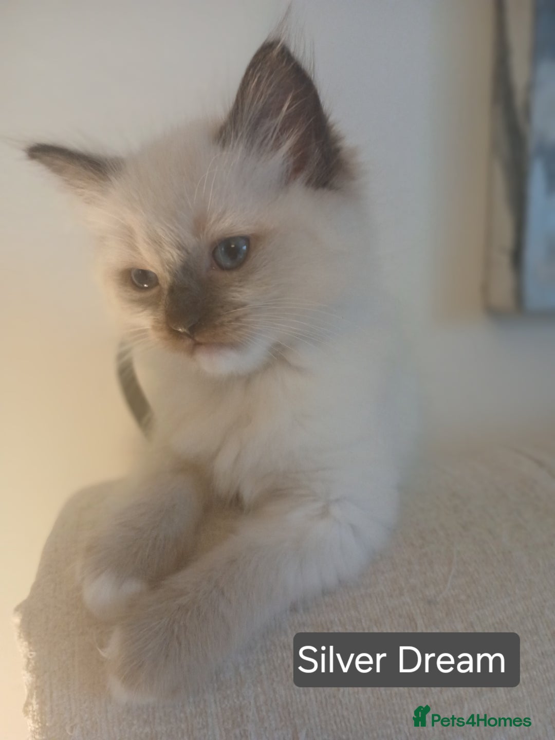 Ragdoll cats for sale: 6 Adorable 1/2 Pedigree Ragdoll Kittens 💗  - Advert 15