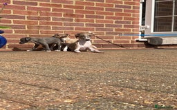 Mixed Breed dogs for sale: 2 beautiful Italian greyhounds  - Image 17