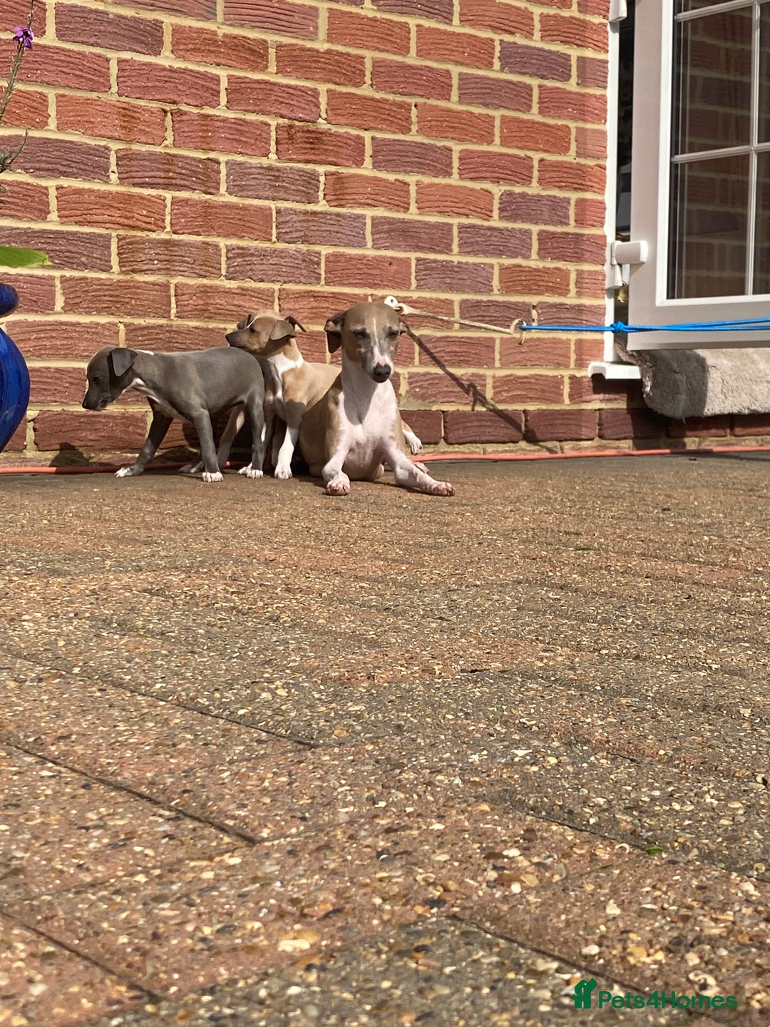 Mixed Breed dogs for sale: 2 beautiful Italian greyhounds  - Image 17
