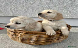 Golden Retriever dogs for sale: Beautiful Golden Retriever Puppies  - Image 1