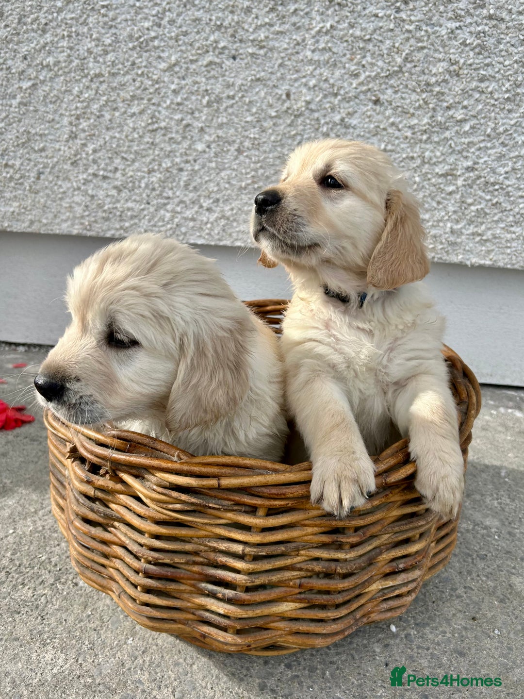 Golden Retriever dogs for sale: Beautiful Golden Retriever Puppies  - Image 1
