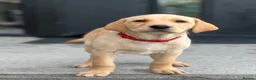 Labrador Retriever dogs for sale: 2 male Labradors - Advert 11