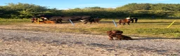 Cocker Spaniel dogs for stud: Working cocker stud  in Andover - Advert 2