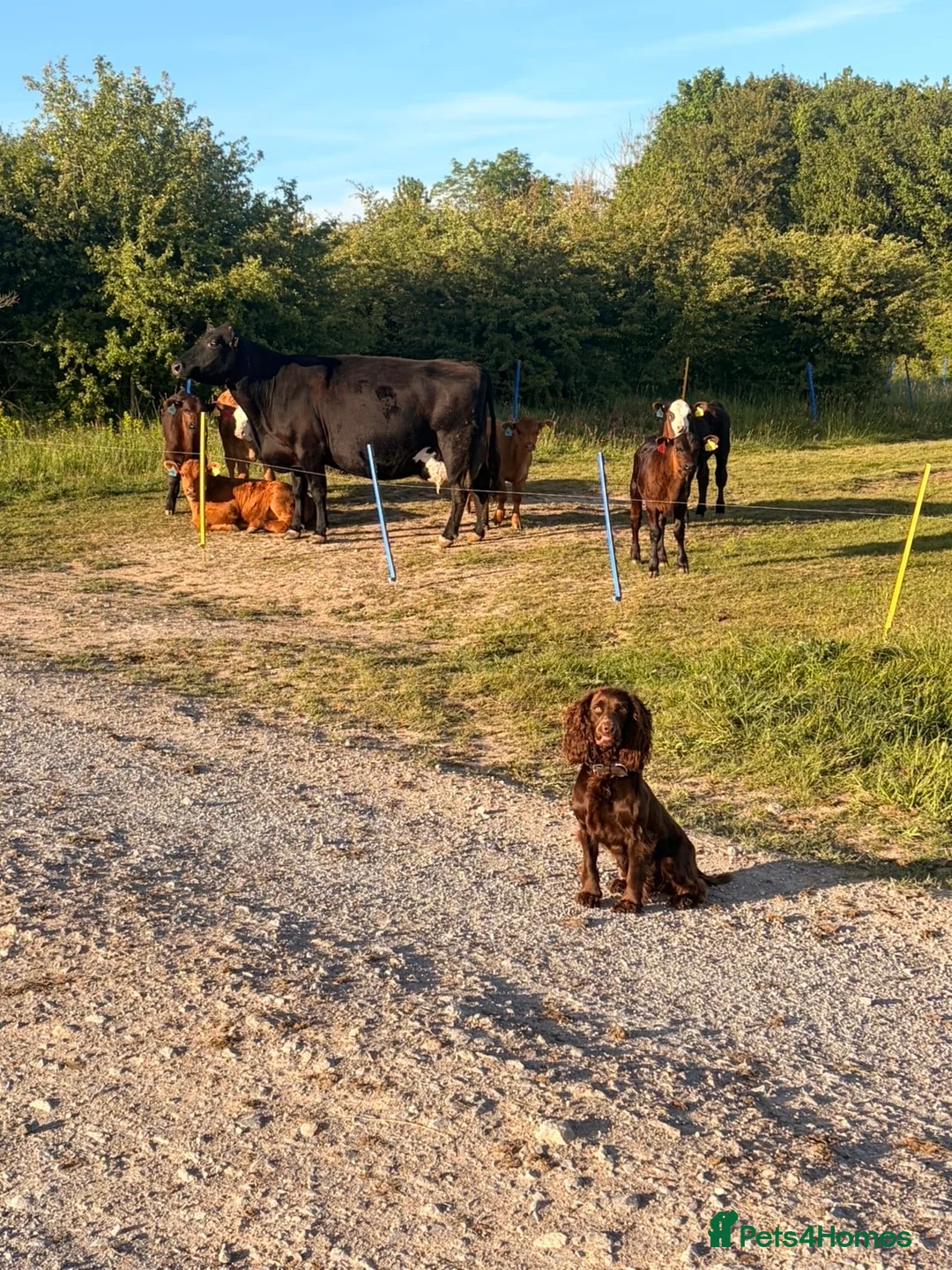 Cocker Spaniel dogs for stud: Working cocker stud  in Andover - Advert 2