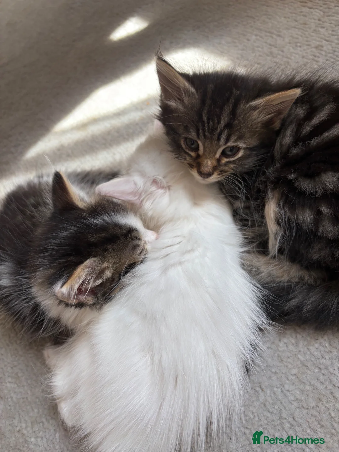 Maine Coon cats for sale: Maine Coon Mix Kittens!  in Alness - Advert 6